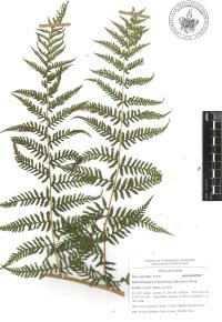 Macrothelypteris torresiana image